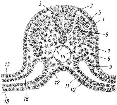 схема органогенеза у зародыша высшего позвоночного